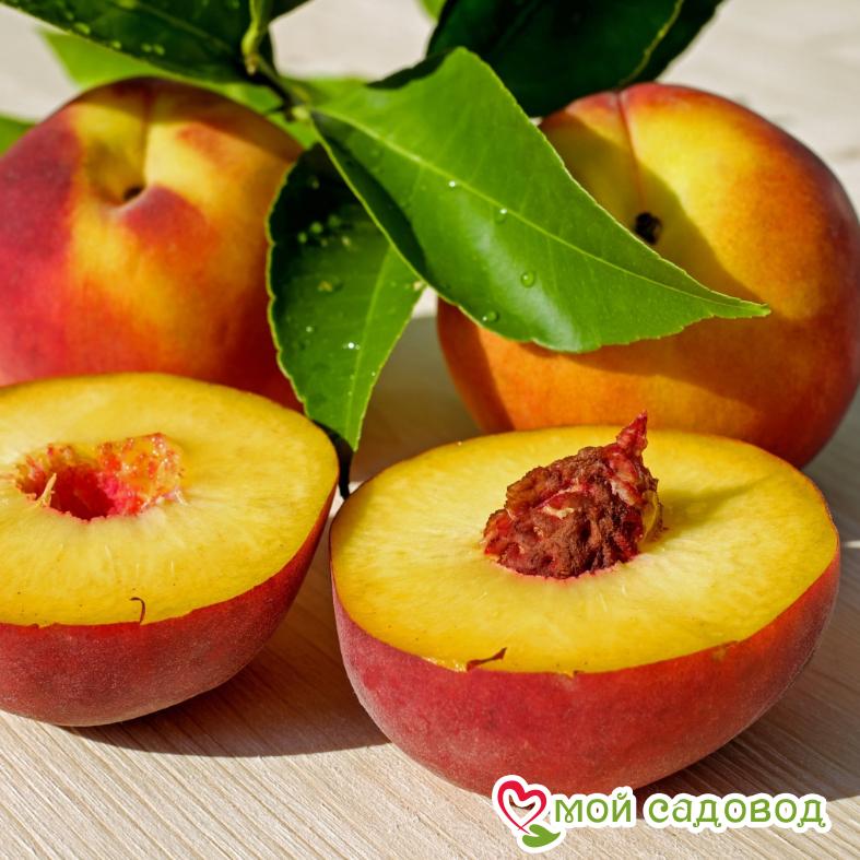 Персик Киевский ранний (-30°)