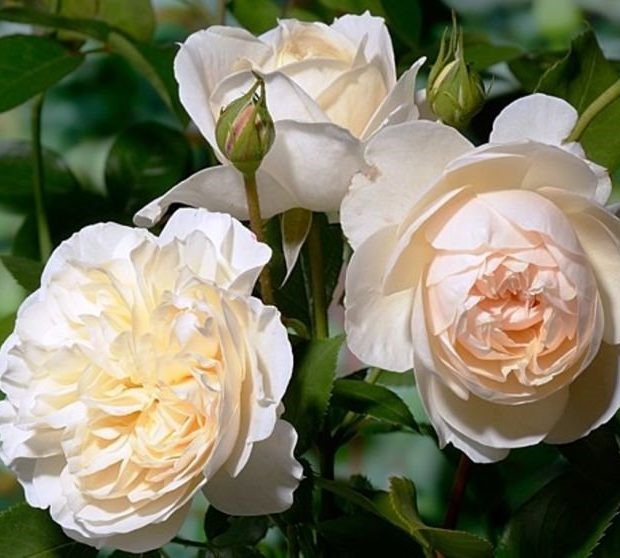 Роза Личфилд Энджел