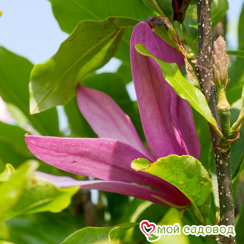 Магнолия гибридная Сьюзан