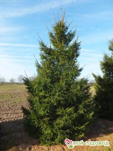 Ель обыкновенная (Picea abies)