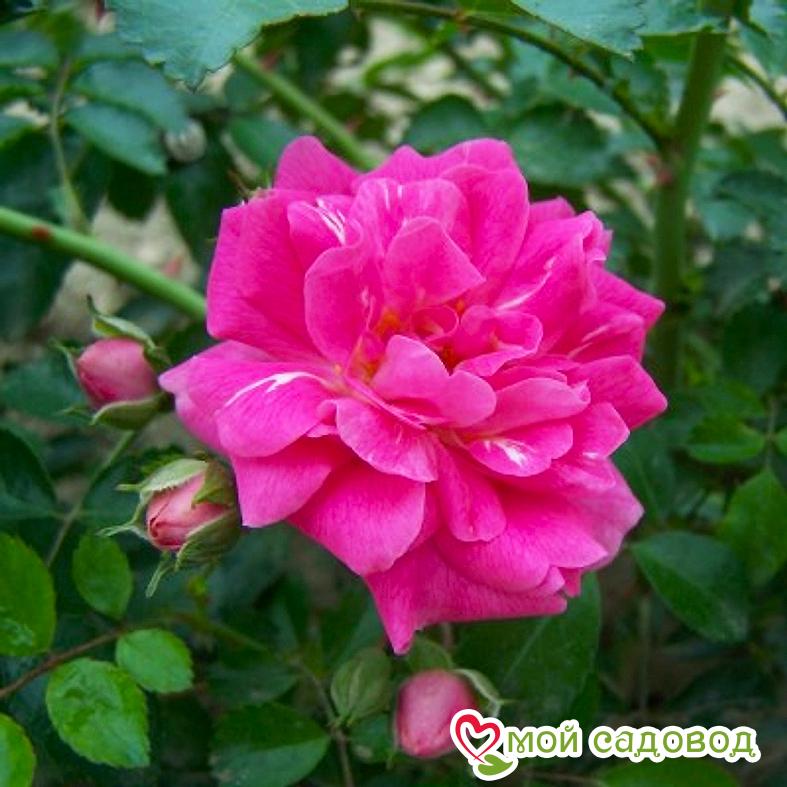 Роза Дороти Перкинс