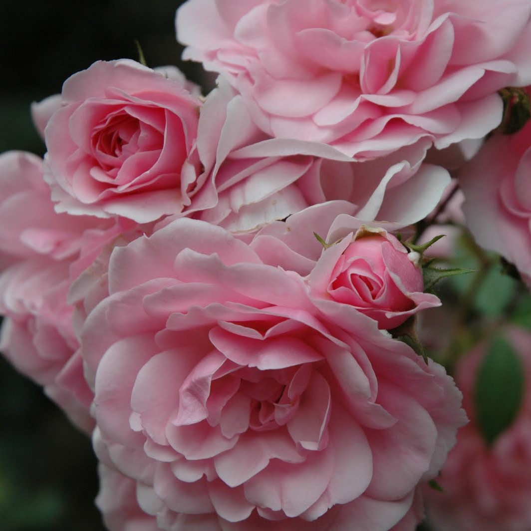 Роза полиантовая Bonica (Боника)