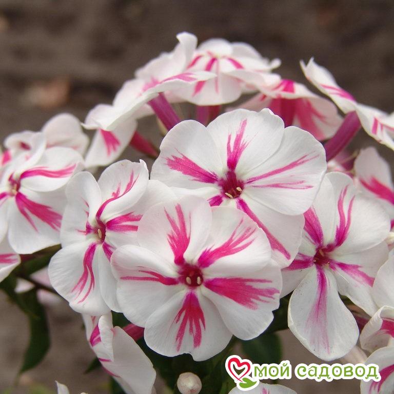 Флокс метельчатый Твистер