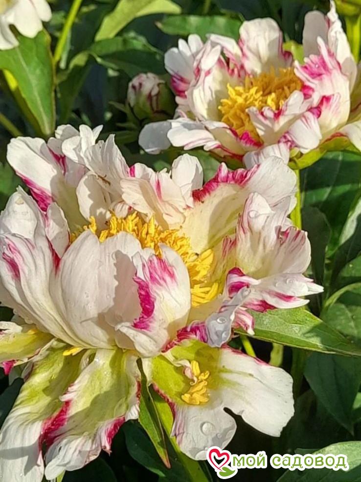 Пион Твиттерпэйтэд