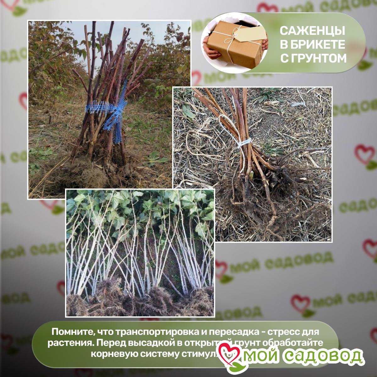 Малиновое Дерево Макси