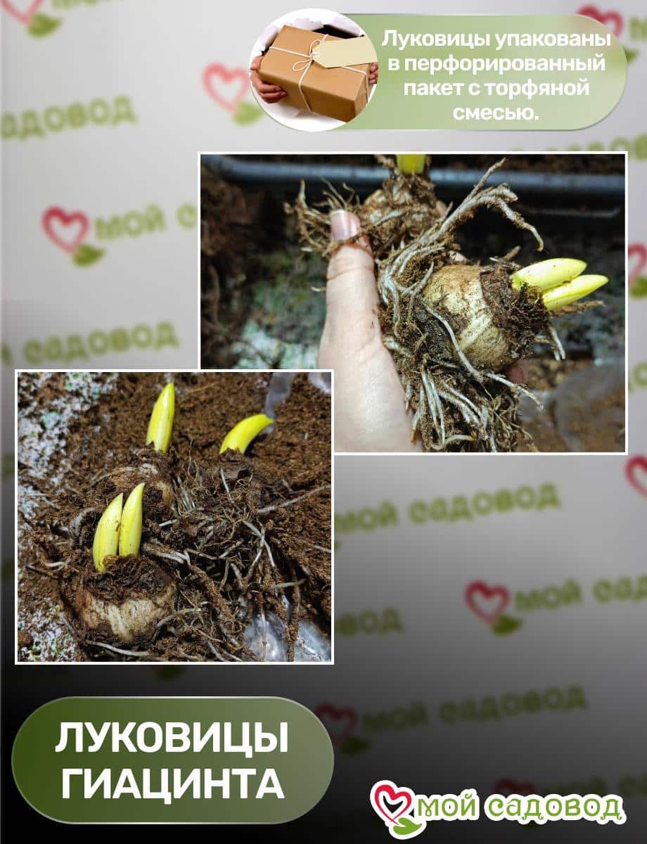 Гиацинт Либеран